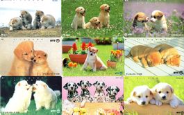 Hundebabys auf 9 verschiedenen Telefonkarten aus Japan