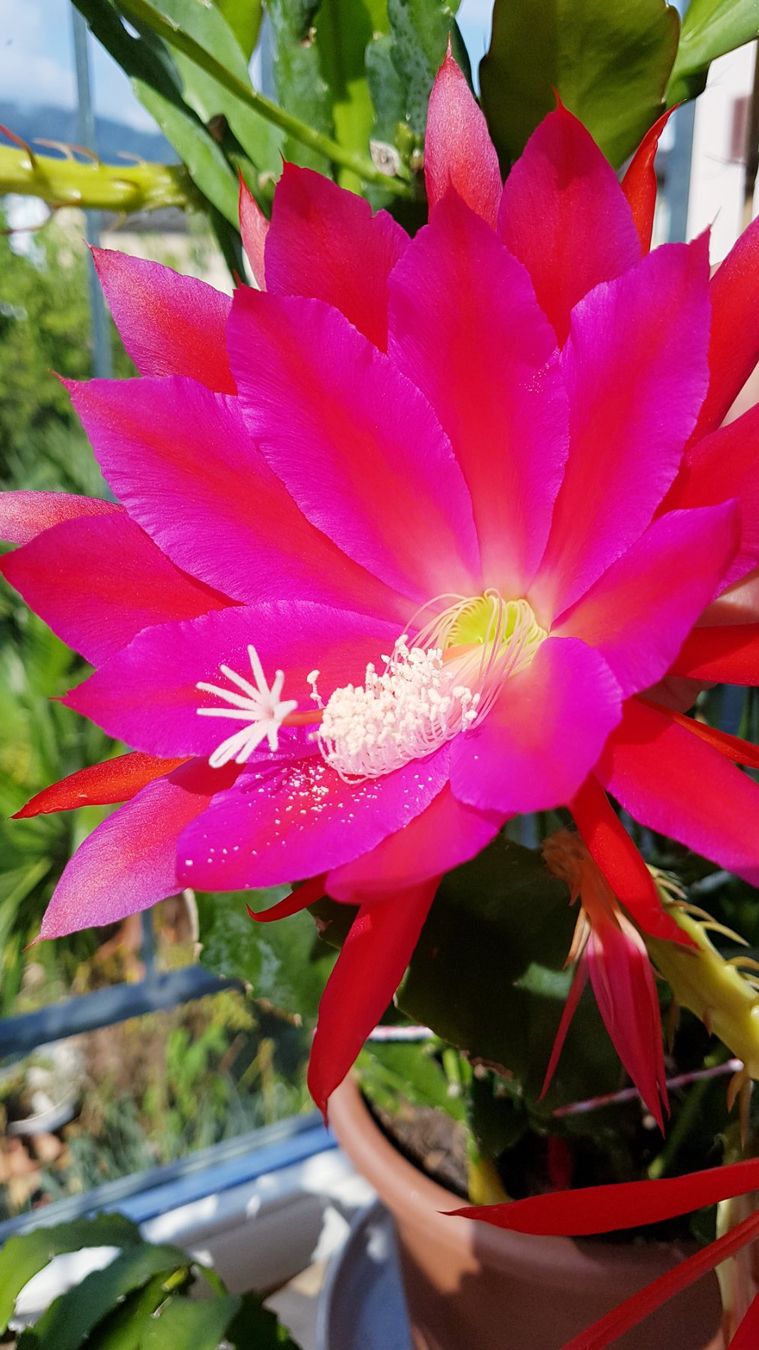 Epiphyllum Blattkaktus innen rot/Rand violett Ableger bew. (D'occasion)   Horw pour CHF 5  retrait uniquement | Acheter sur Ricardo