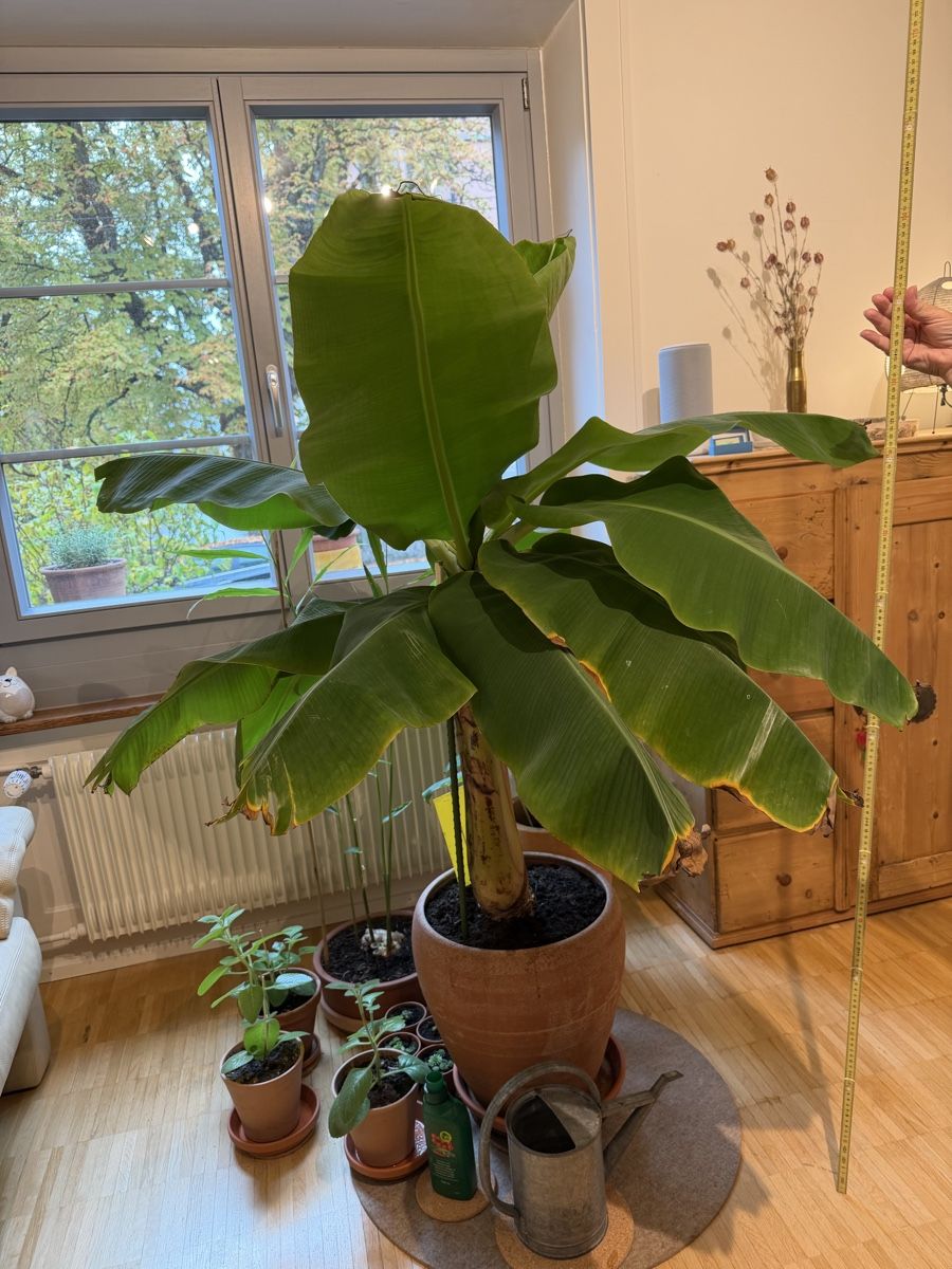 Pflanzen & Samen: Zierbanane  – Neu (gemäss Beschreibung) aus Zürich von hi2_vh96