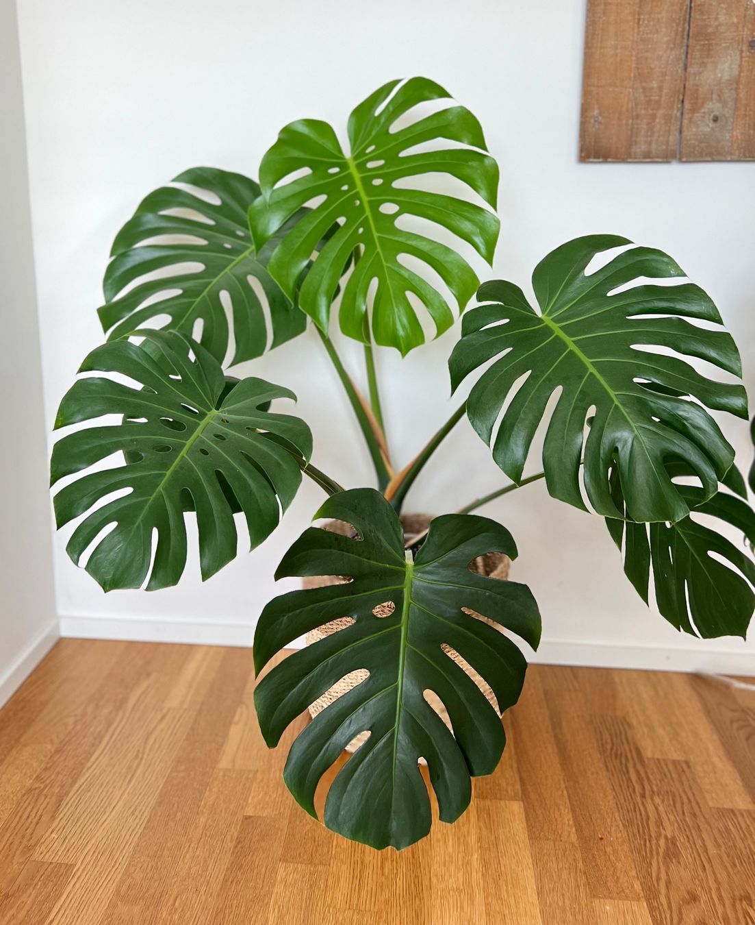 Piante & sementi: Monstera Deliciosa🤩 – Usato da Glattpark(Opfikon) venduto da ste_n99y 2