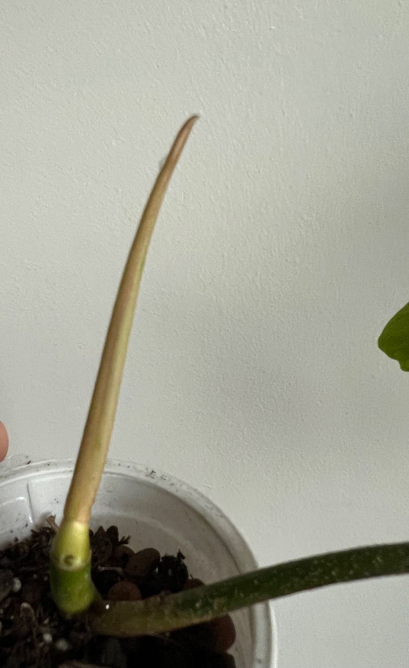 Piante & sementi: 🔥Philodendron Florida Ghost – Usato da Glattpark(Opfikon) venduto da ste_n99y 5