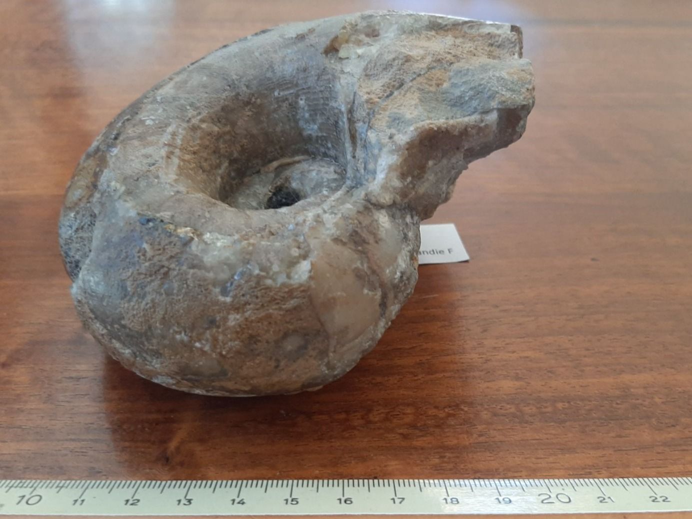 Fossili: fossiler Nautilus – Usato da Rickenbach BL venduto da Oktober68 1