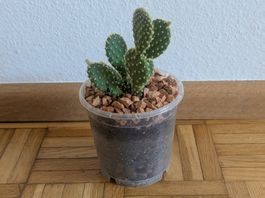 Goldopuntie (Opuntia microdasys) | H:10cm