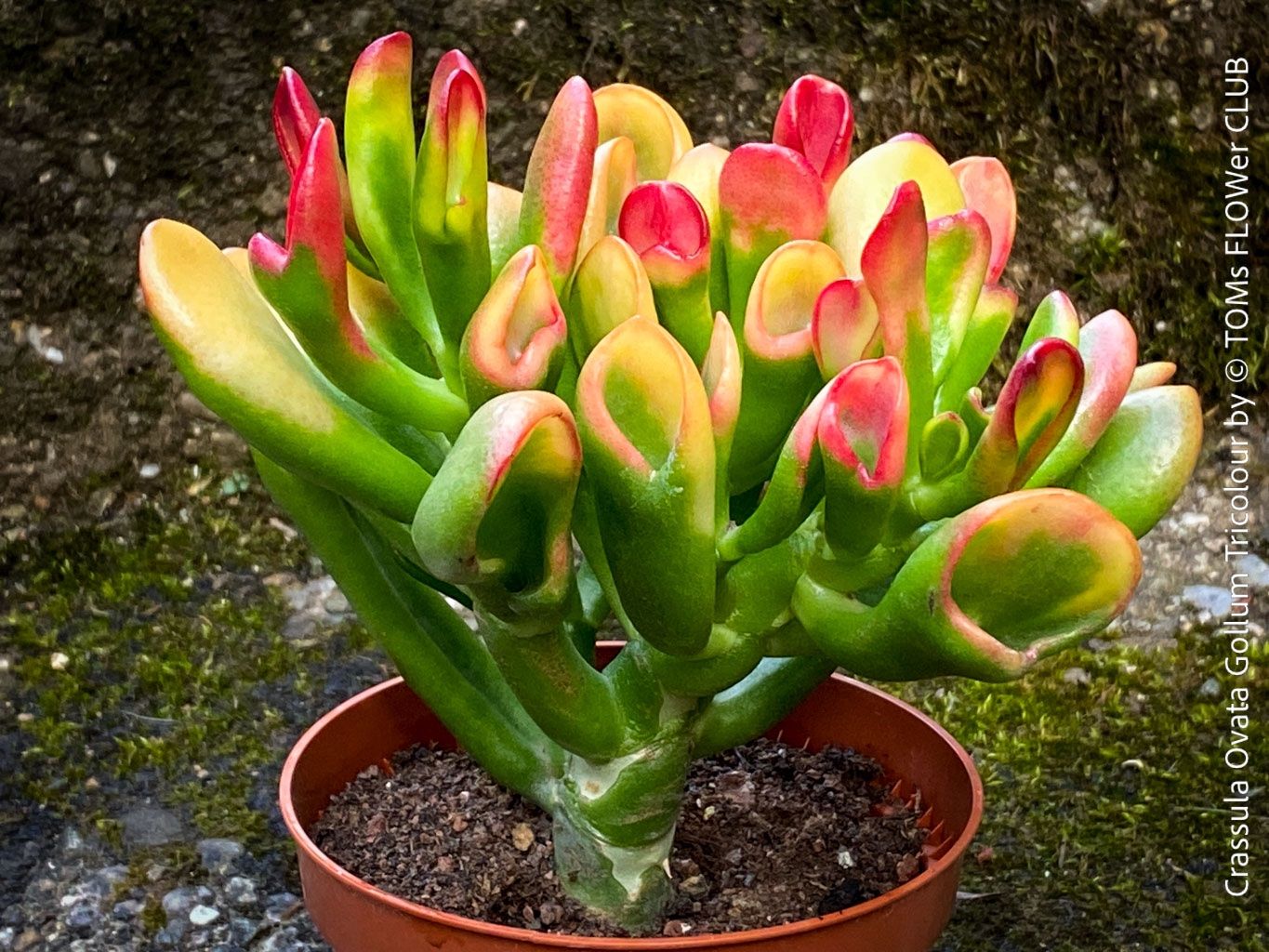 Pflanzen & Samen: Crassula Ovata Gollum Tricolor - 3-farbiger Gelbaum – Neu und originalverpackt aus Adliswil von astom369 3