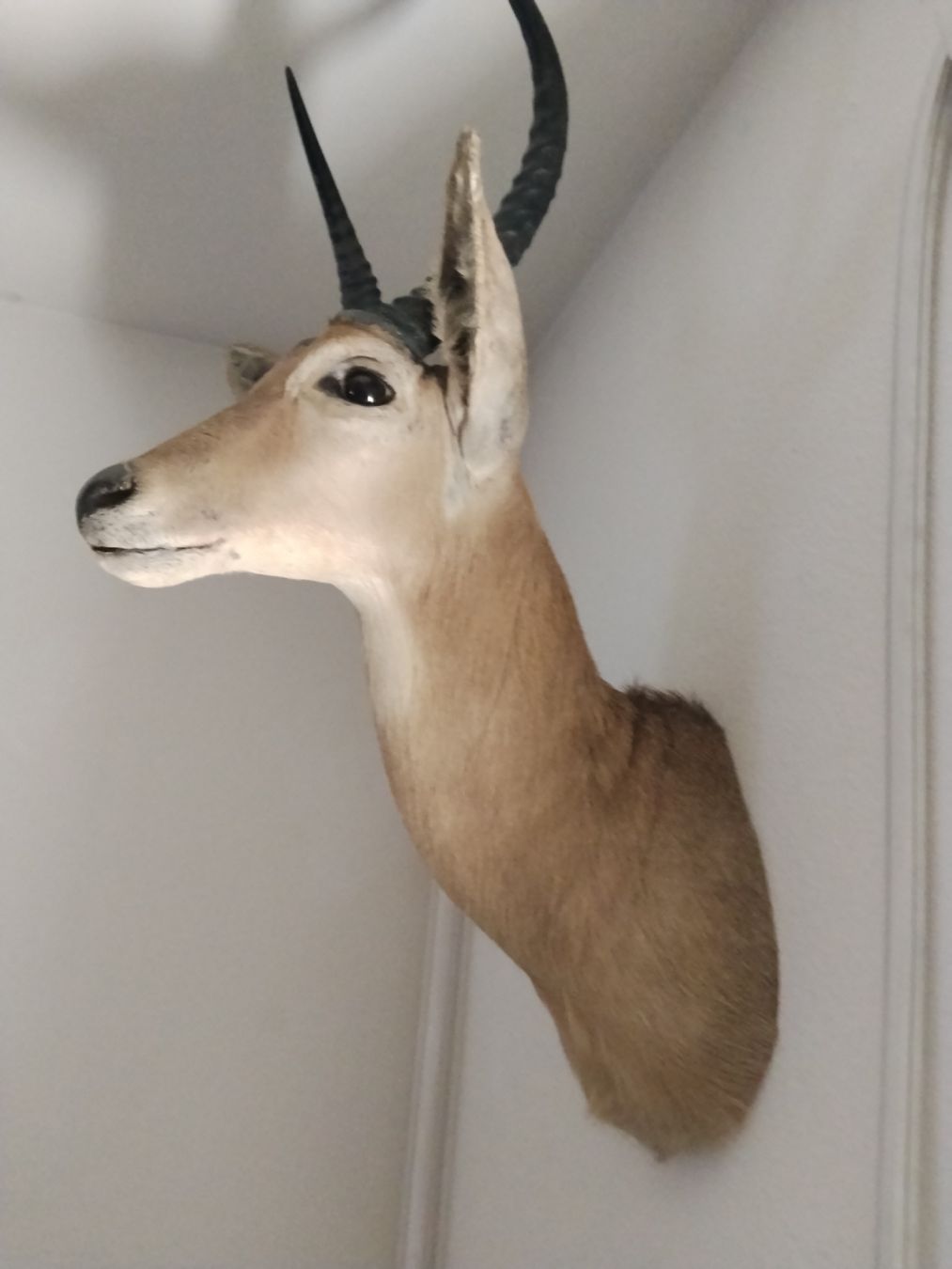 Sonstiges zum Sammeln & Seltenes: Trophäe Antilope Geweih Jagd Dekoration – Gebraucht aus Zürich von Lilo1984 1