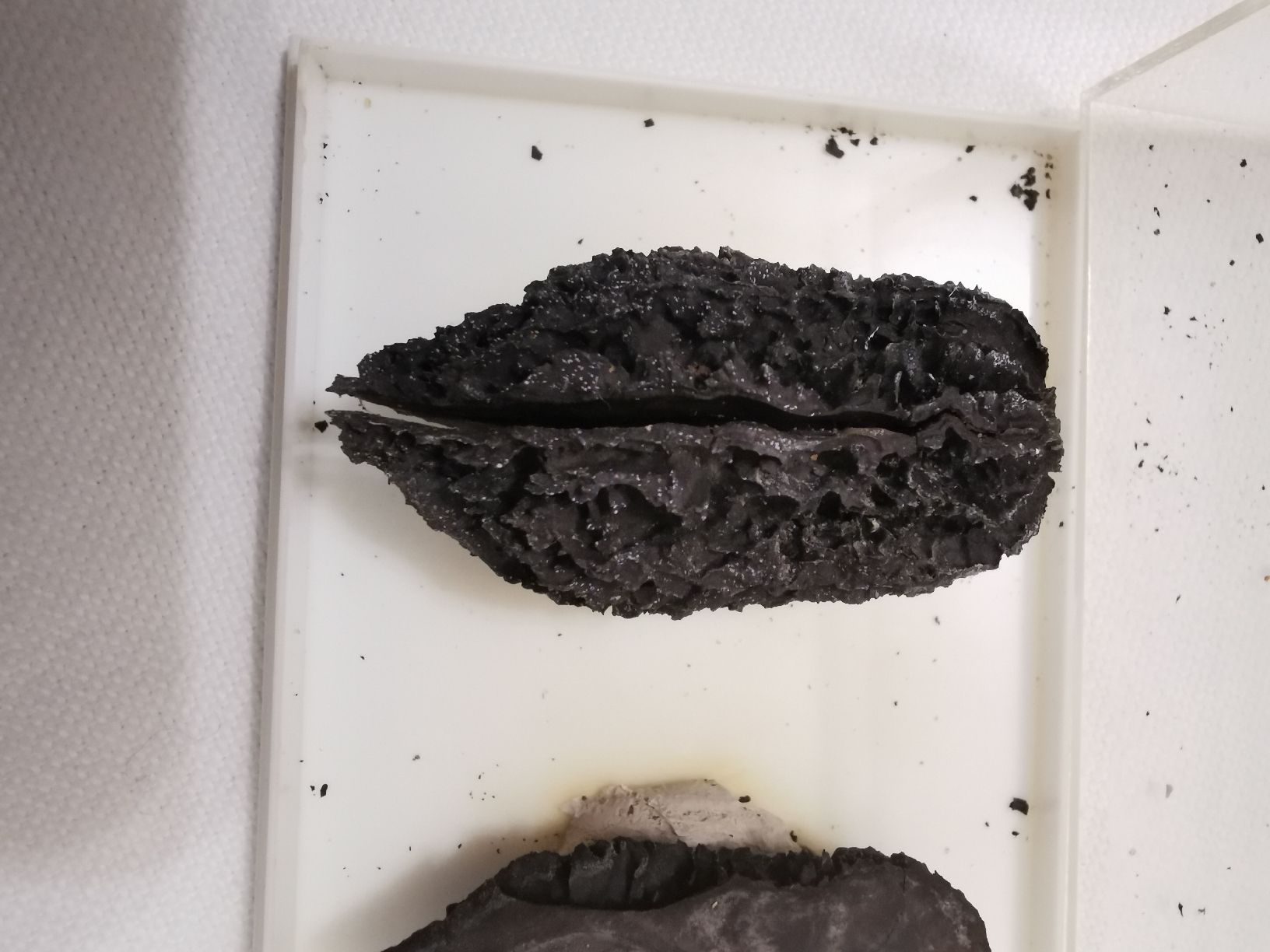 Fossiles: Juglans bergomensis – D'occasion à Basel par Treasurehunter 1