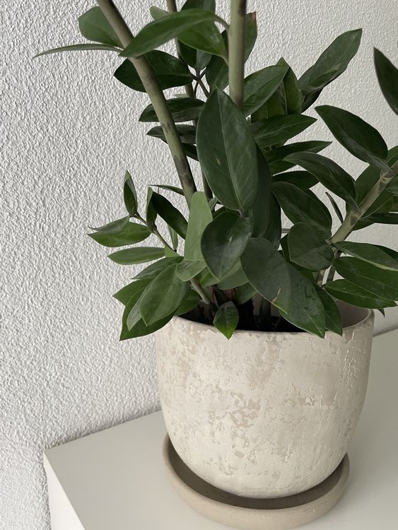 Pflanze Glcksfeder mit bertopf (Gebraucht) in Zrich fr CHF 55  nur  Abholung auf Ricardo kaufen