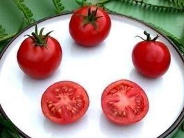 Tomate résistante au froid ! (SUB-ARTIC) 10g