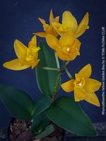 Rhyncattleanthe Yellow Golden Boy Orchidee leicht duftend