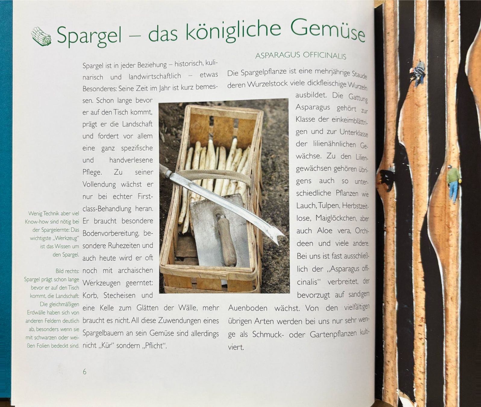 Libri: Kultbuch Spargel – Nuovo (secondo la descrizione) da Sarnen venduto da Livres 4