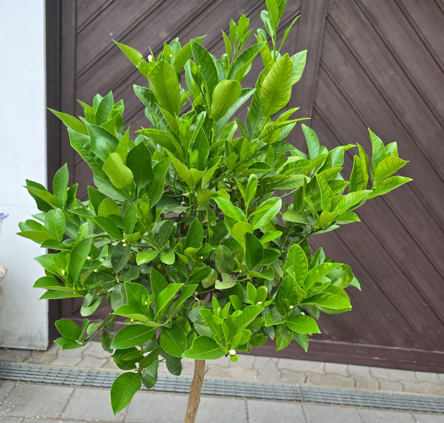 Plantes & graines: Calamondin Stämmchen mit Fruchtblüten – Neuf (Voir description) à Aarburg par popkorn65 1