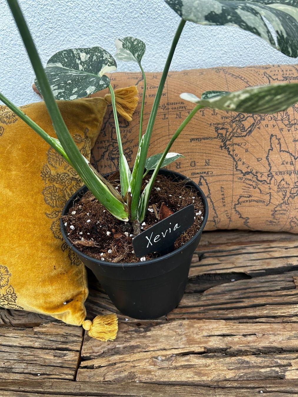 Piante & sementi: Monstera Thai Constellation💚 – Usato da Wattwil venduto da Mikesplantshop 4