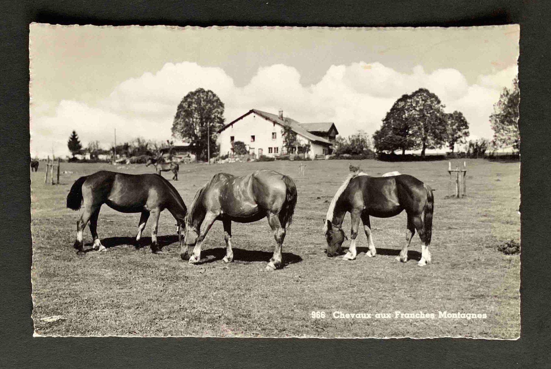 Cartoline postali: AK Chevaux aux Franches Montagnes Pferde – Usato da Goldau venduto da artelier1