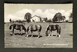 AK Chevaux aux Franches Montagnes