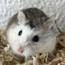 Profile image of lilylein_
