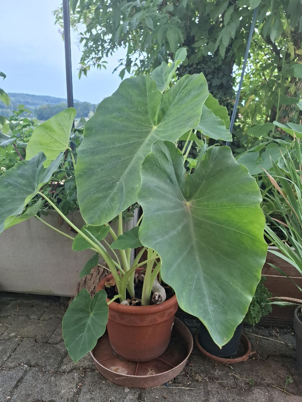 Plantes & graines: Taro / Alocasia – D'occasion à Zeihen par P_B4