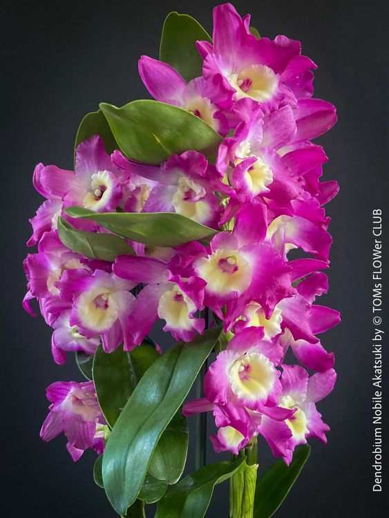 Orchidée Dendrobium Akatsuki En Bambou - 2 Plantes Naturelles Parfumées | 30-40 Cm - Intérieur