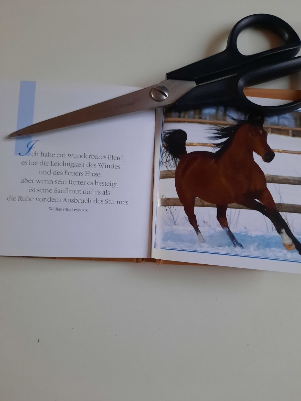 Libri: kleines Büchli Traumpferde – Nuovo (secondo la descrizione) da Nottwil venduto da mar_jqm7 7