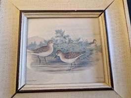 2 Drucke (Vintage) von Watvögeln gerahmt