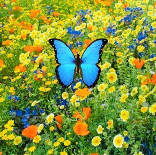 Piante & sementi: 500 SAMEN Blumenmischung Schmetterlinge‪ – Nuovo e nell'imballaggio originale da Rovio venduto da POSITIFFARTandPLANTS 9