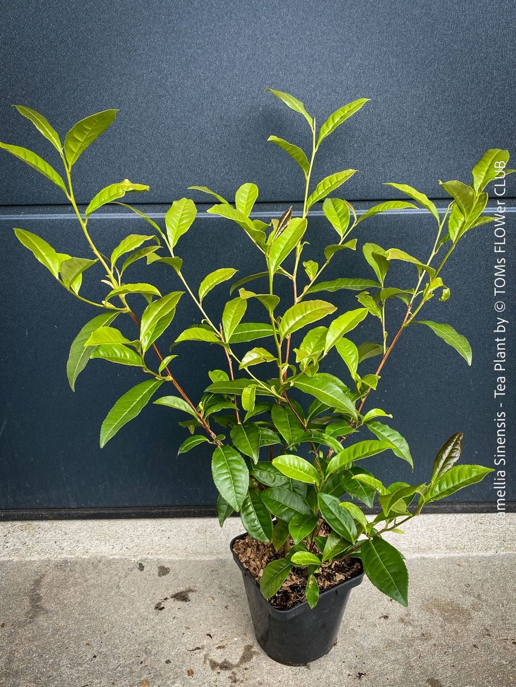 Piante & sementi: Camellia Sinensis - Teepflanze – Nuovo e nell'imballaggio originale da Adliswil venduto da astom369 3