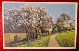 Frühling Apfelblüte Bauernhof 1927