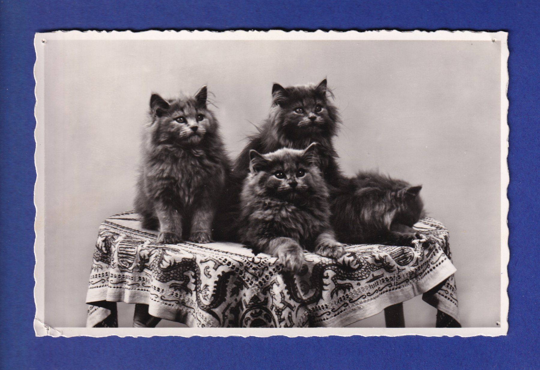 Cartes postales: CHAT - 4 chats – D'occasion à Pully par nicecards-shop