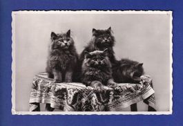CHAT - 4 chats