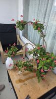 Prächtiger grosser Christusdorn (Euphorbia milii) –