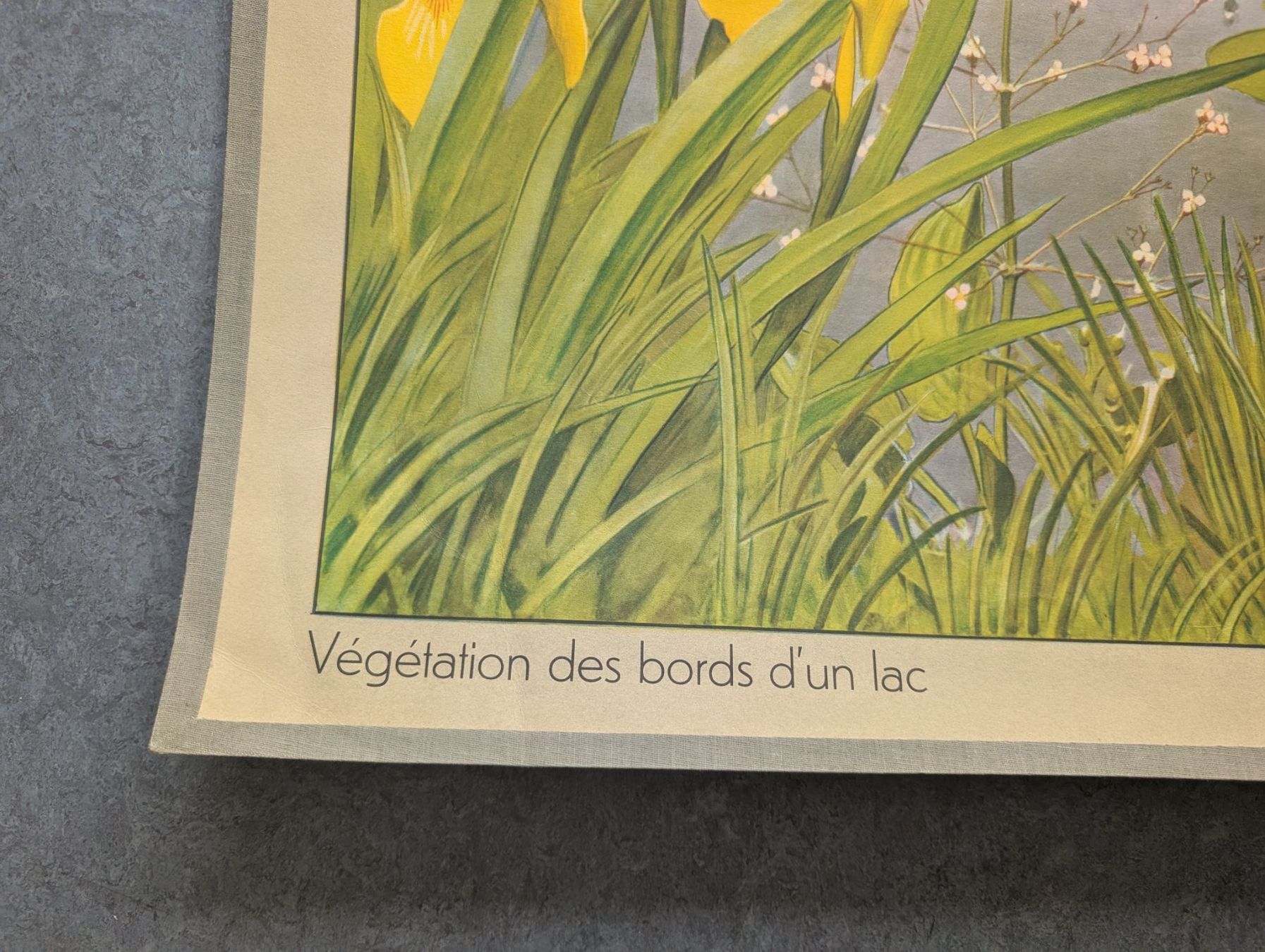 Foto & Immagini: Schulwandbild Nr. 36 - Vegetation an einem Seeufer – Usato da Luzern venduto da JenKu 4