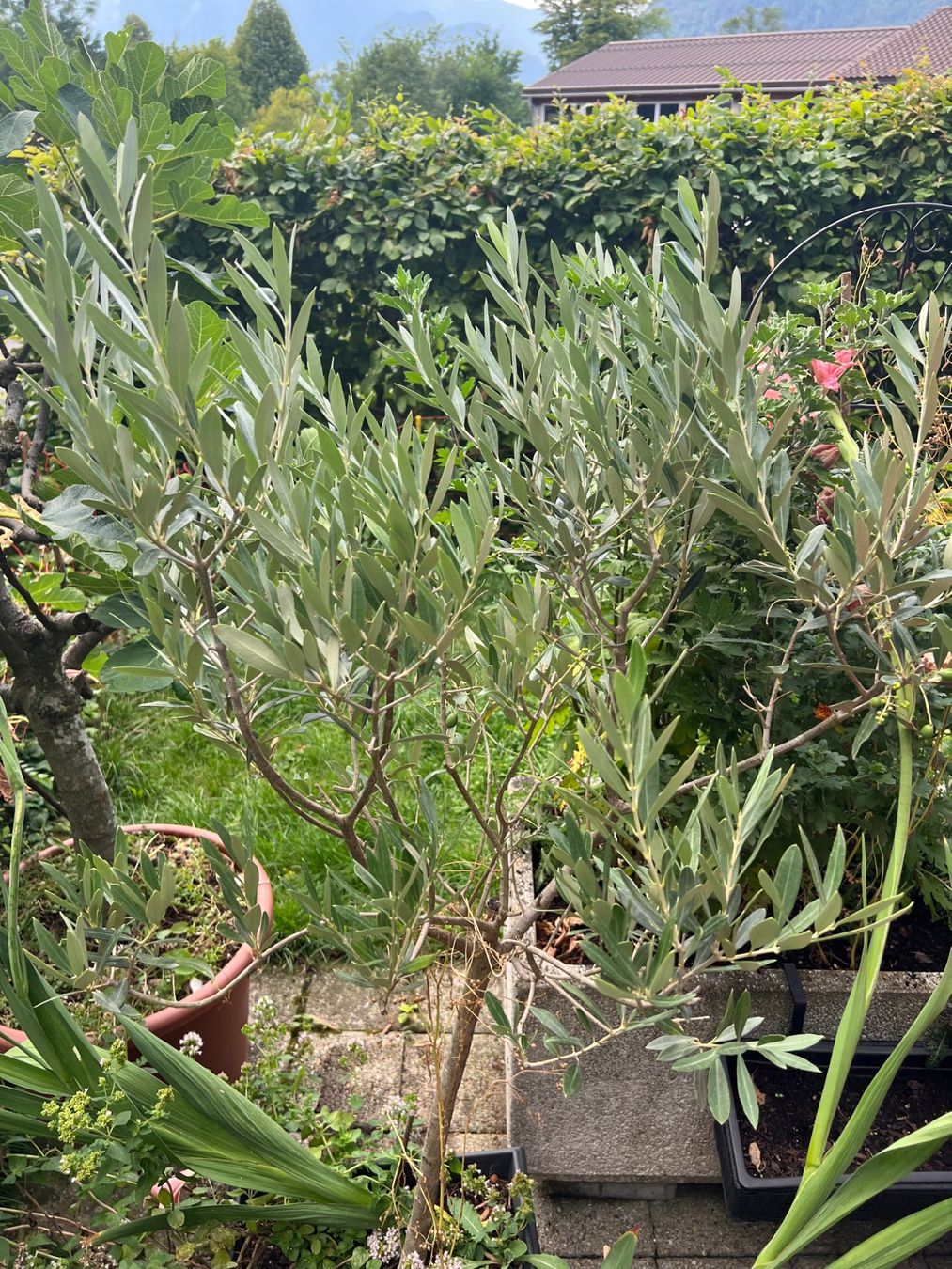 Piante & sementi: Olivenbaum im Topf, ca. 120 cm hoch – Usato da Volketswil venduto da SecondHanderia