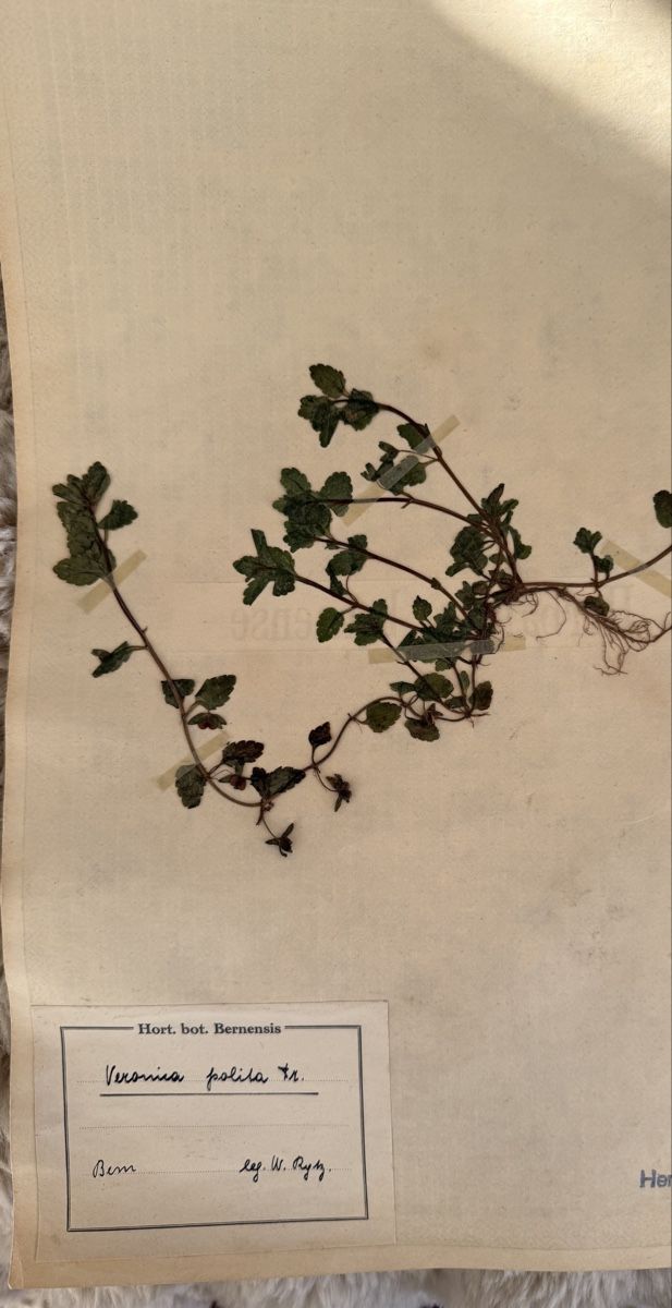 Pflanzen & Samen: Herbier – Gebraucht aus Veytaux von sevmontreux 5