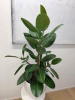 FICUS ELASTICA ROBUSTA Pflanze, Gummibaum 3 Branches 110 cm