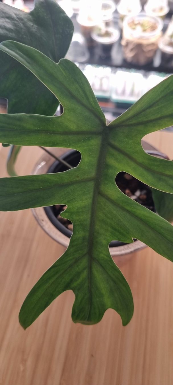 Pflanzen & Samen: 🌿Philodendron Elegans - Größe S-M – Neu und originalverpackt aus Wallenwil von LadyLeaf_Ellis1 1
