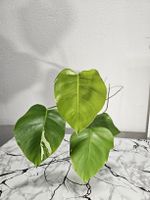Monstera Deliciosa Leicht Panaschiert