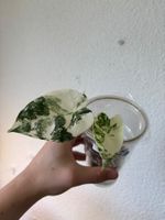 😍 Alocasia Frydek Albo Baby (Nr. 4)
