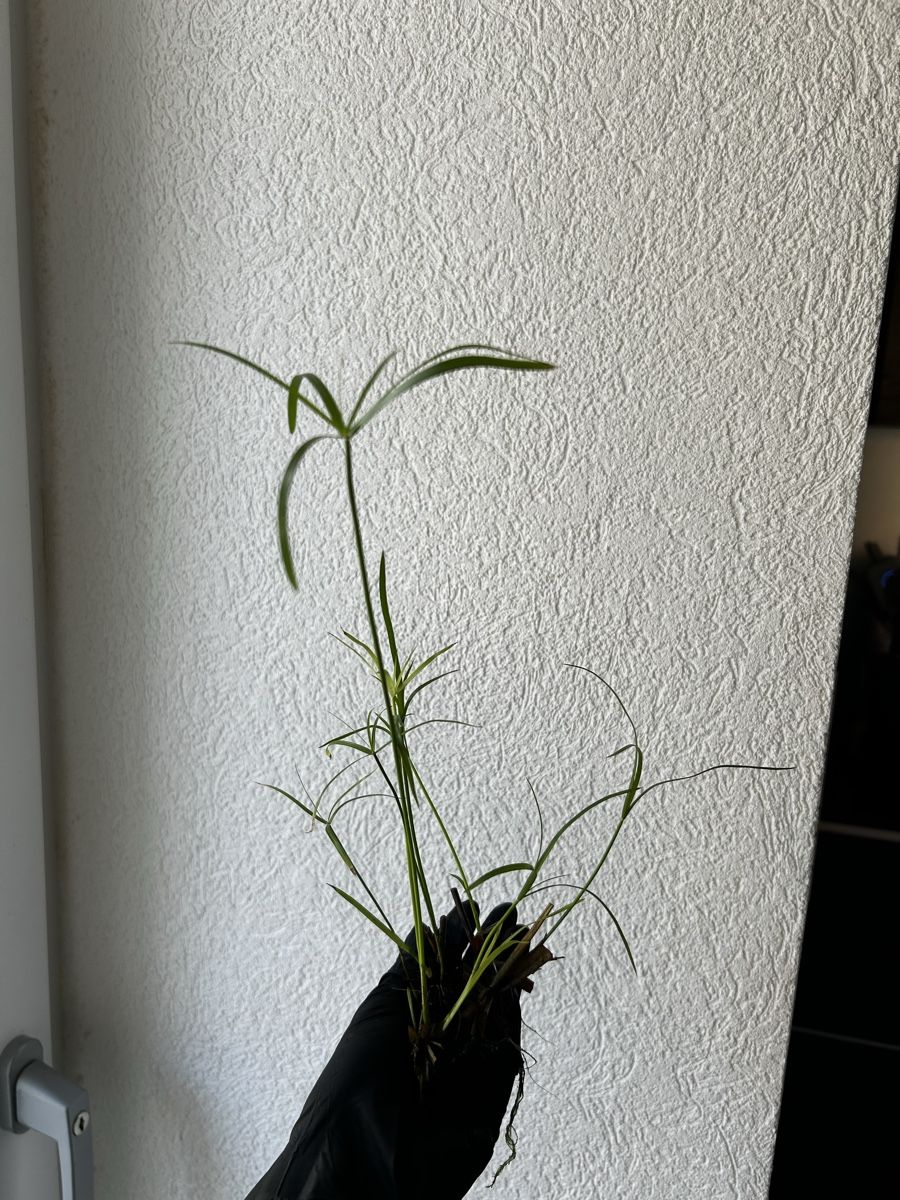 Plantes & graines: Boutures Papyrus – D'occasion à Develier par mel_qd2m
