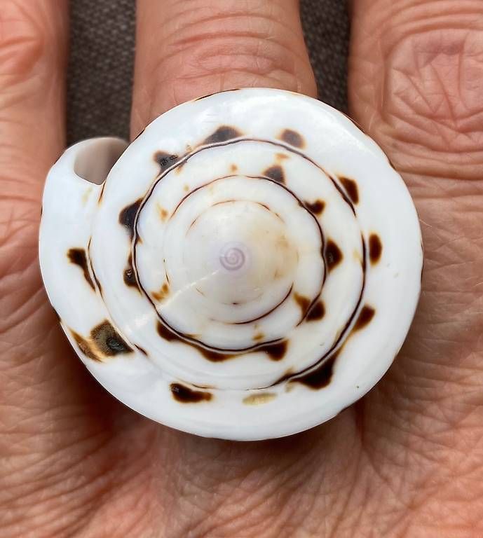 Bagues: Ring aus Muschel  – D'occasion à Dielsdorf par bar_7t27