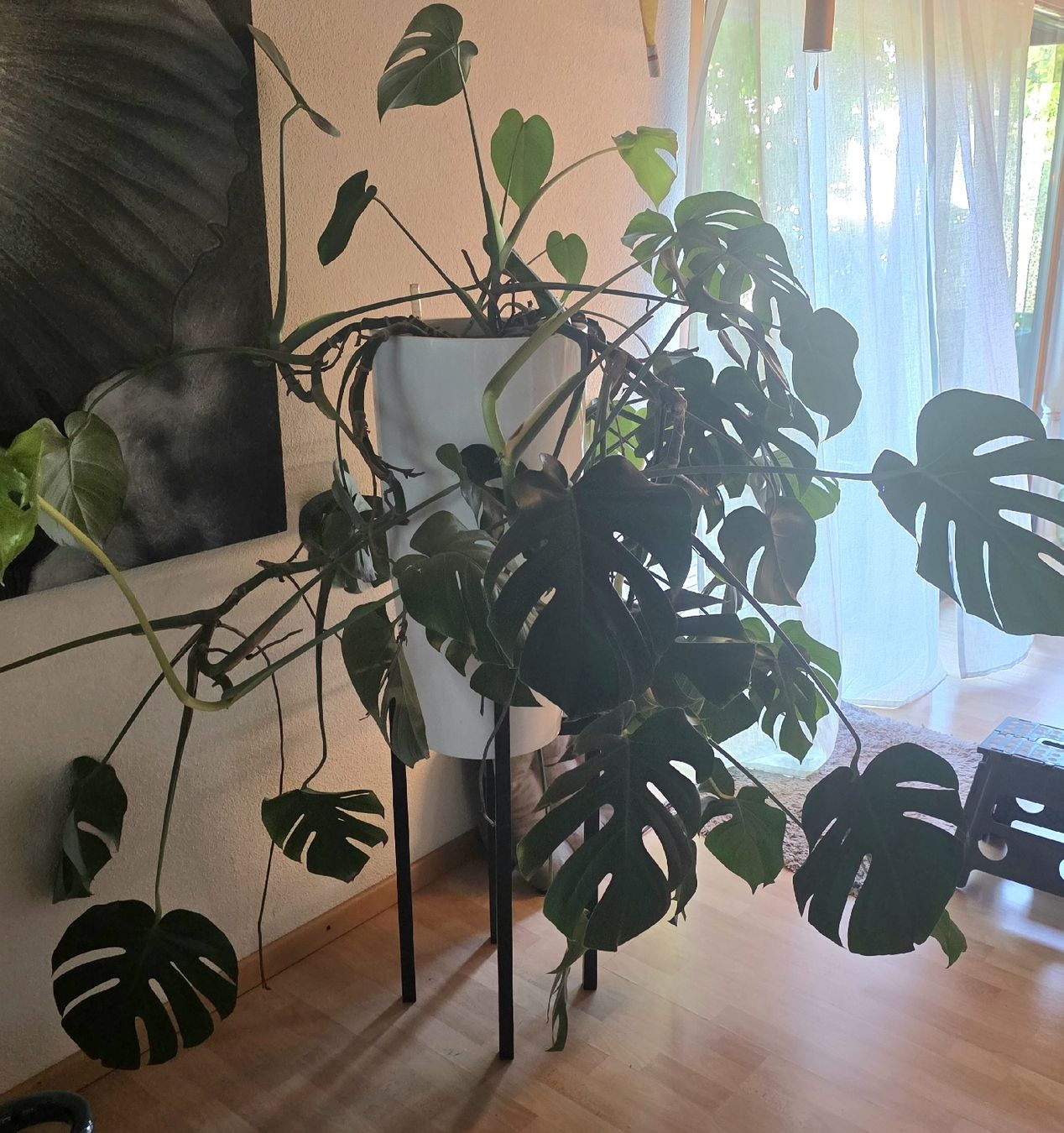 Piante & sementi: Monstera Deliciosa Zimmerpflanze gross – Usato da Birr venduto da oro2000 6