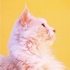 Profile image of Pink_cat