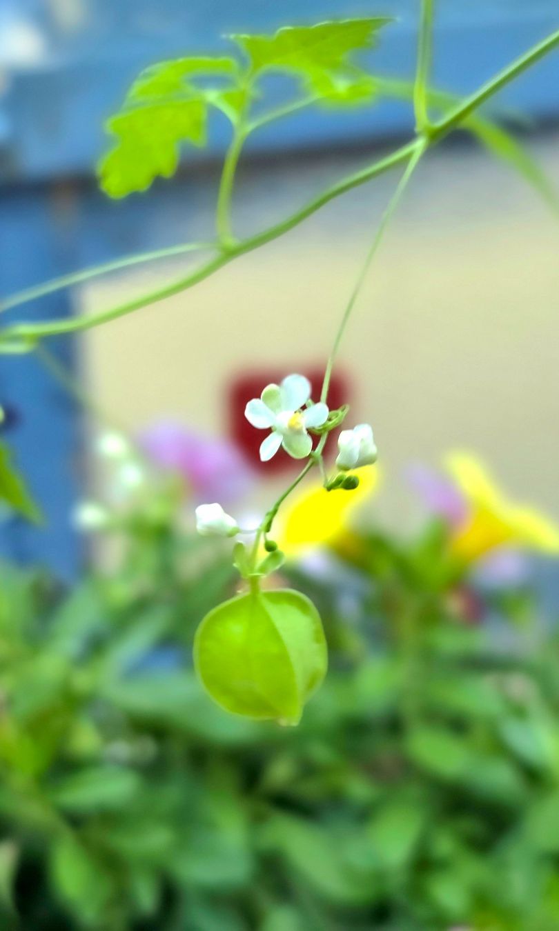 Cibi & Specialità: Cardiospermum halicacabum 10 Samen /Seeds – Nuovo (secondo la descrizione) da Zürich venduto da The_Plant_Wizard 2