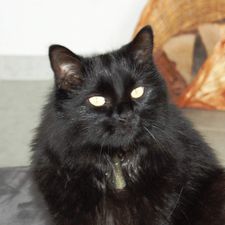Profile image of 64catlover