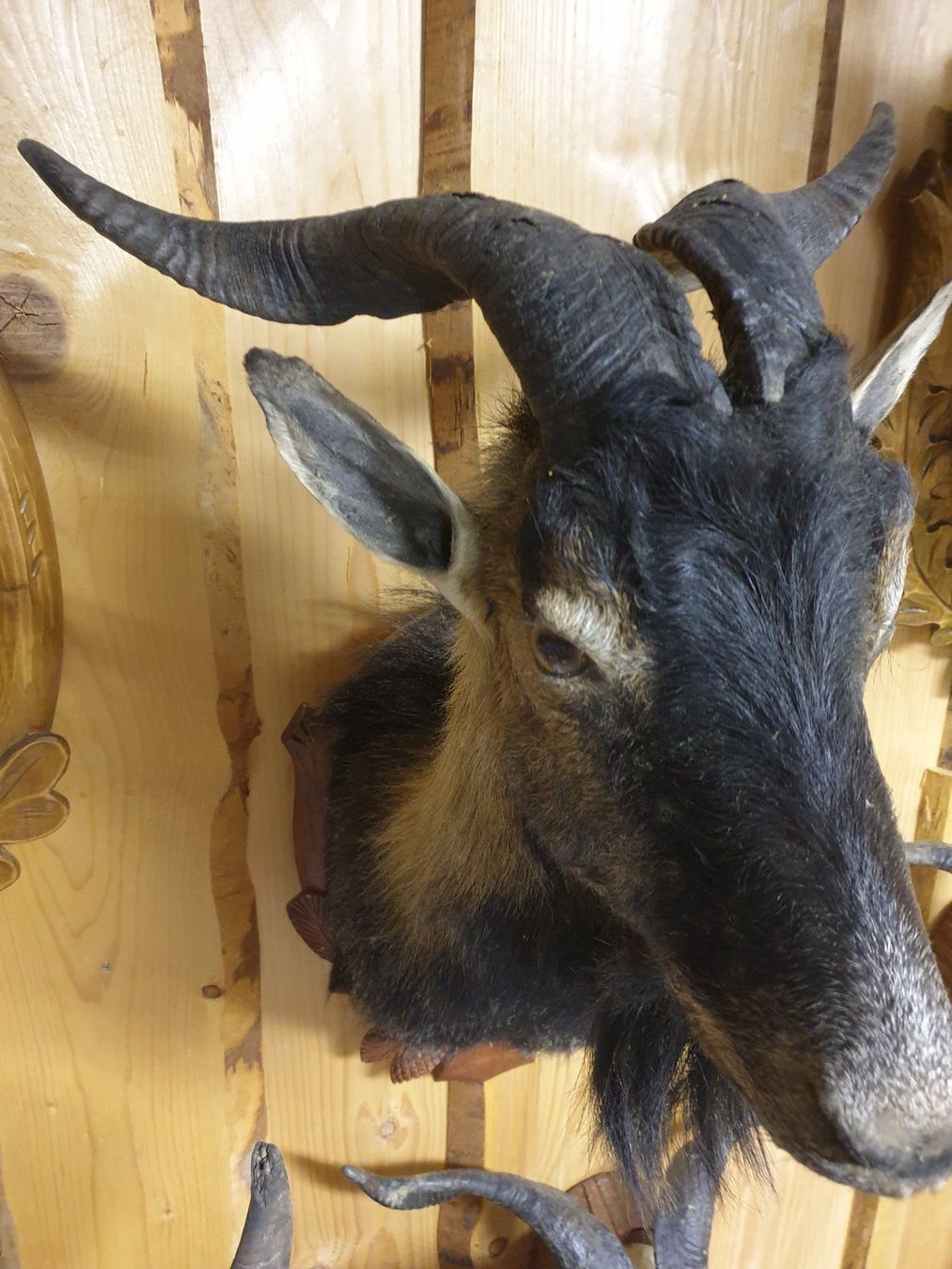 Il mondo degli animali: Bergziege aus Mallorca – Usato da Wiesendangen venduto da franz369 1