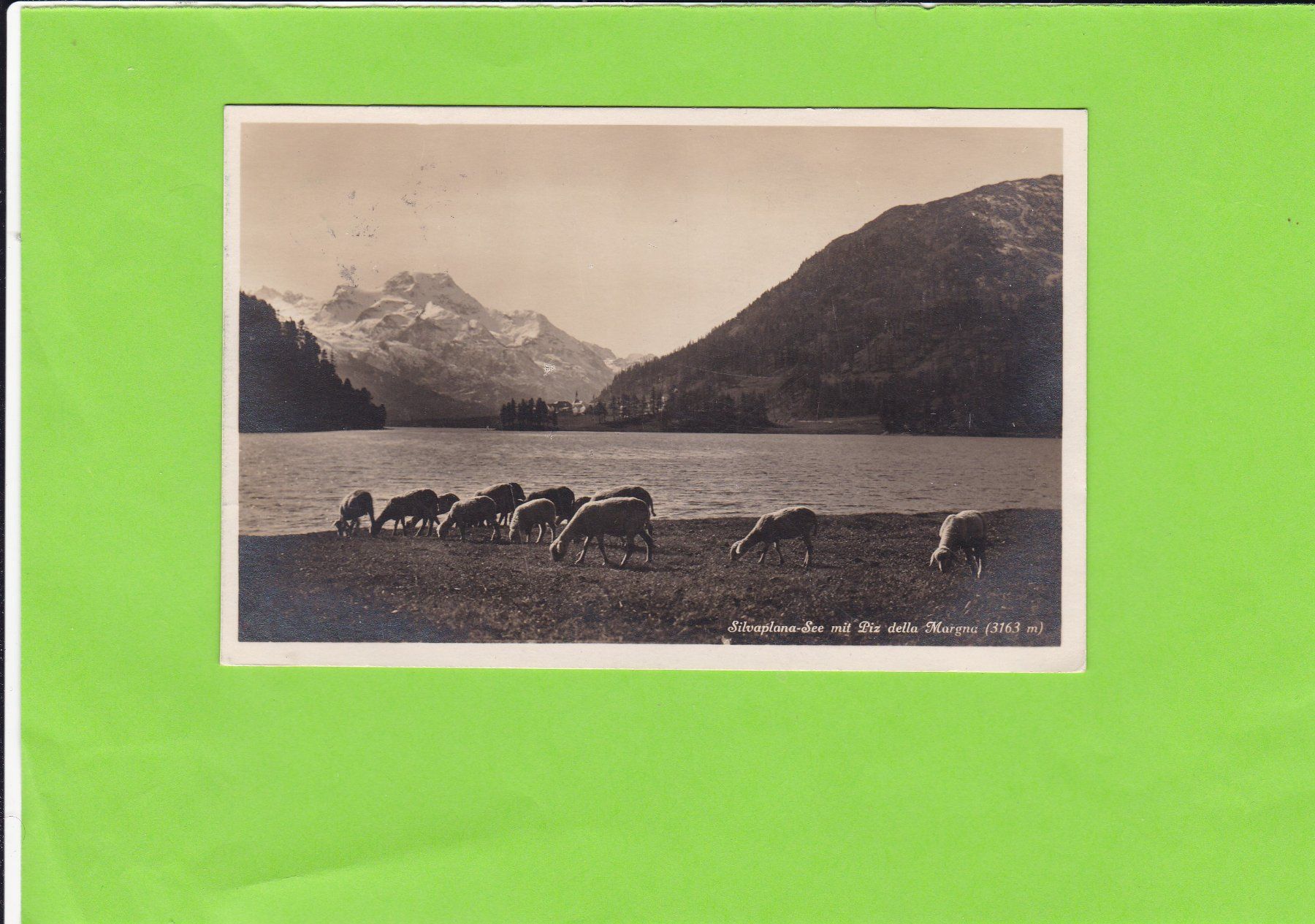 Cartoline postali: Silvaplana-See, weidende Schafe – Usato da St. Peterzell venduto da neckertal
