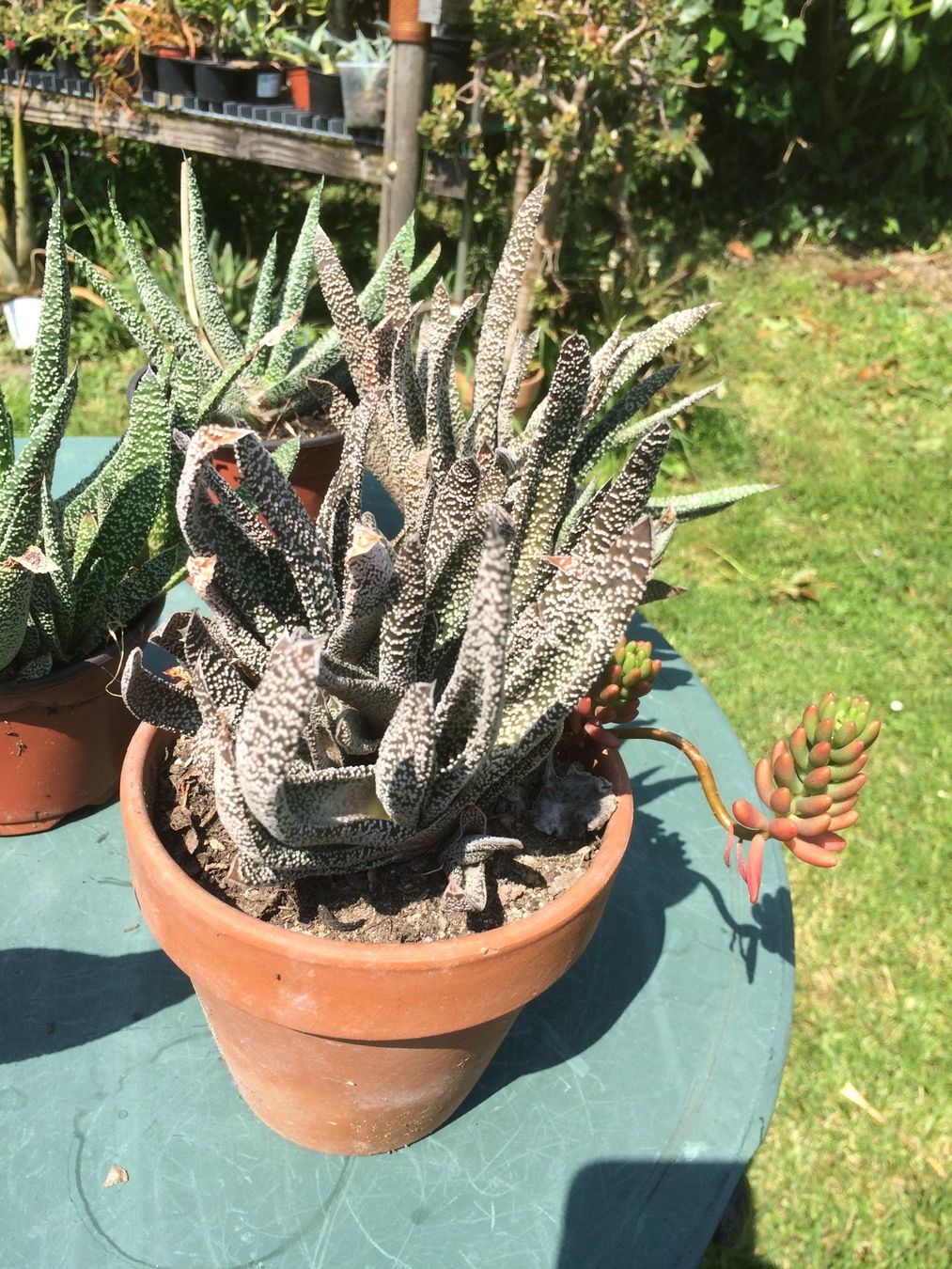 Piante & sementi: Aloe humelis – Nuovo (secondo la descrizione) da Vinelz venduto da Wellensittich55 3