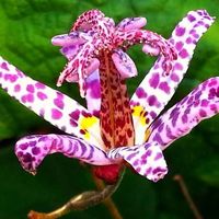 Lis Crapaud  2 PLANTS