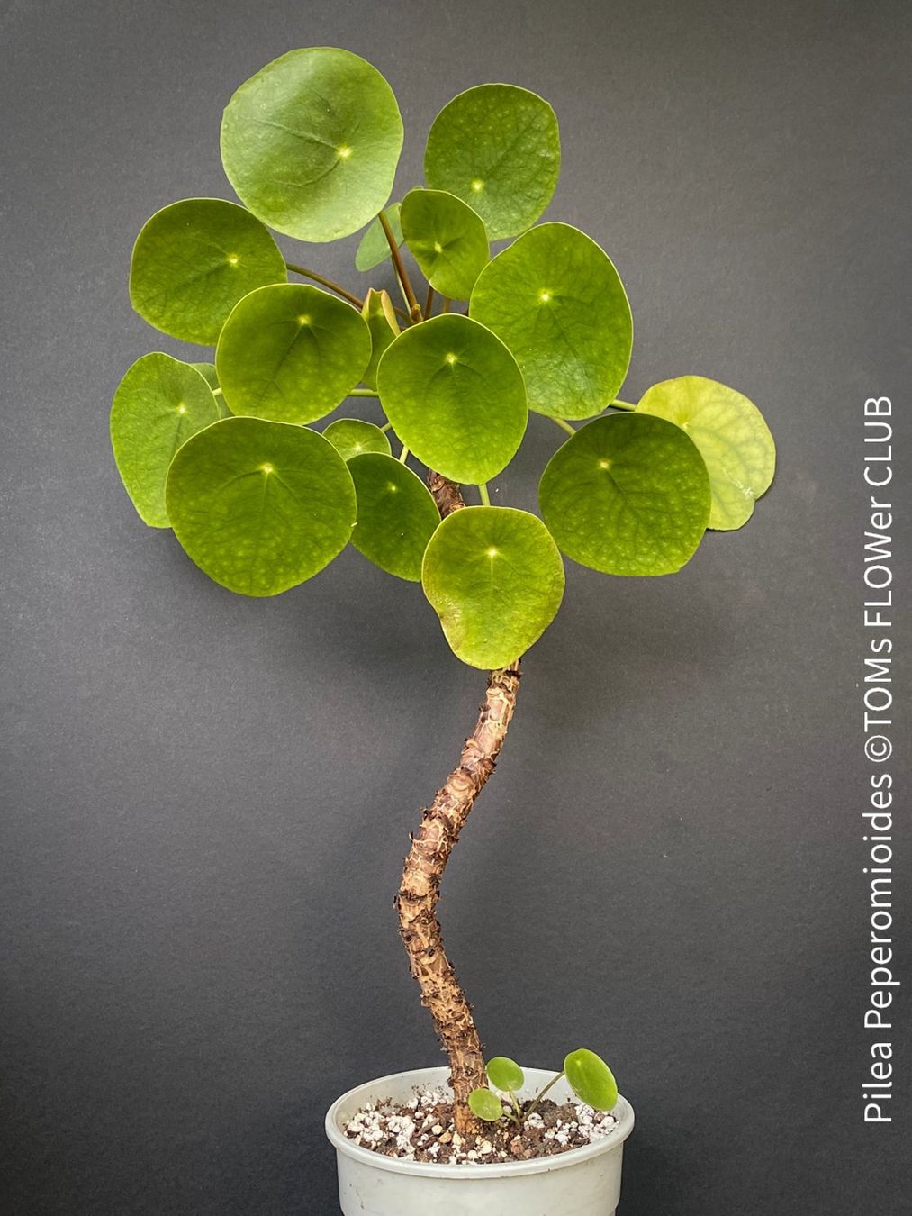Piante & sementi: Pilea Peperomioides - 100% Bio-Anzucht – Nuovo e nell'imballaggio originale da Adliswil venduto da astom369 7