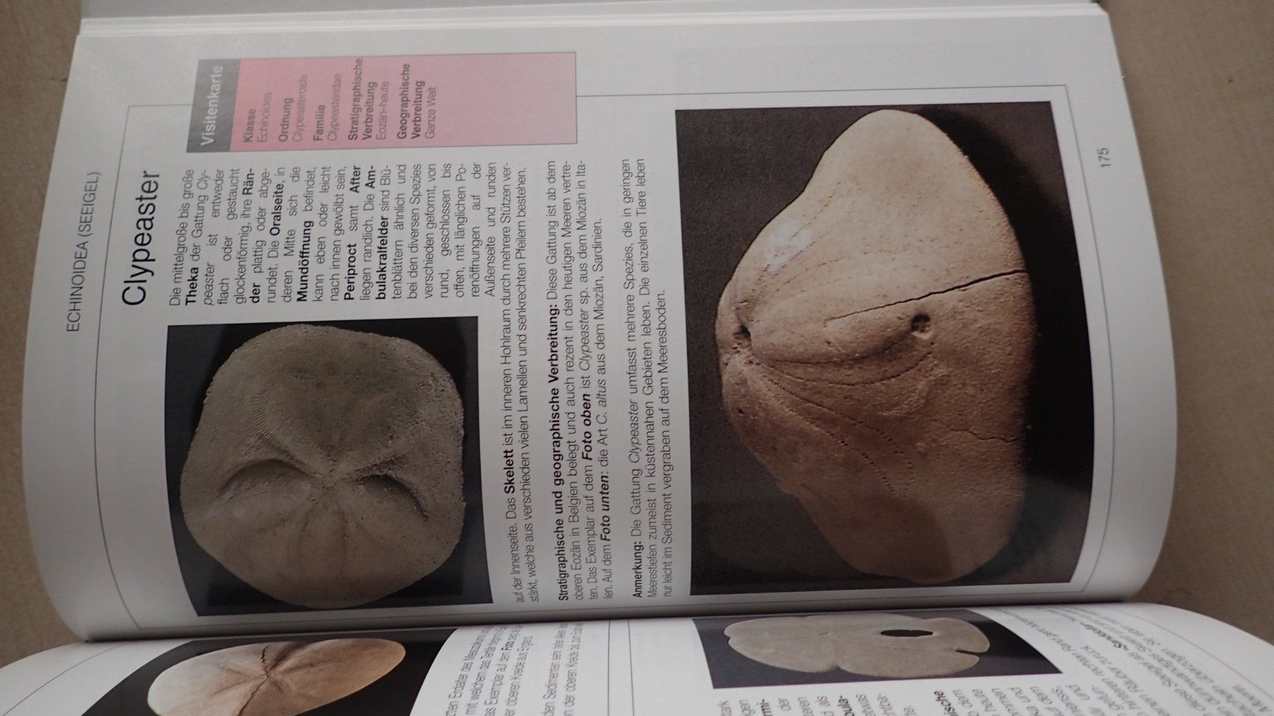 Libri: Fossilien Buch in Farbe – Usato da Rickenbach BL venduto da Oktober68 2