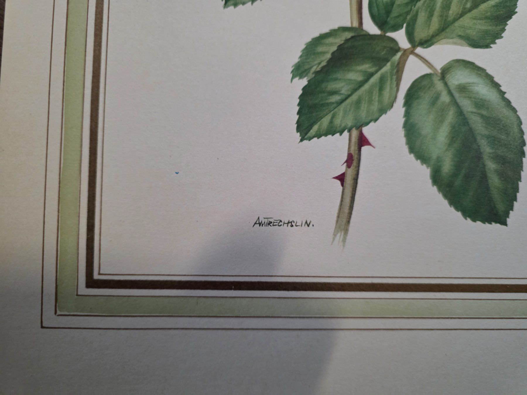 Foto & Immagini: Bild Rose - Anne Marie Trechslin – Usato da Walterswil BE venduto da Lonitti 2