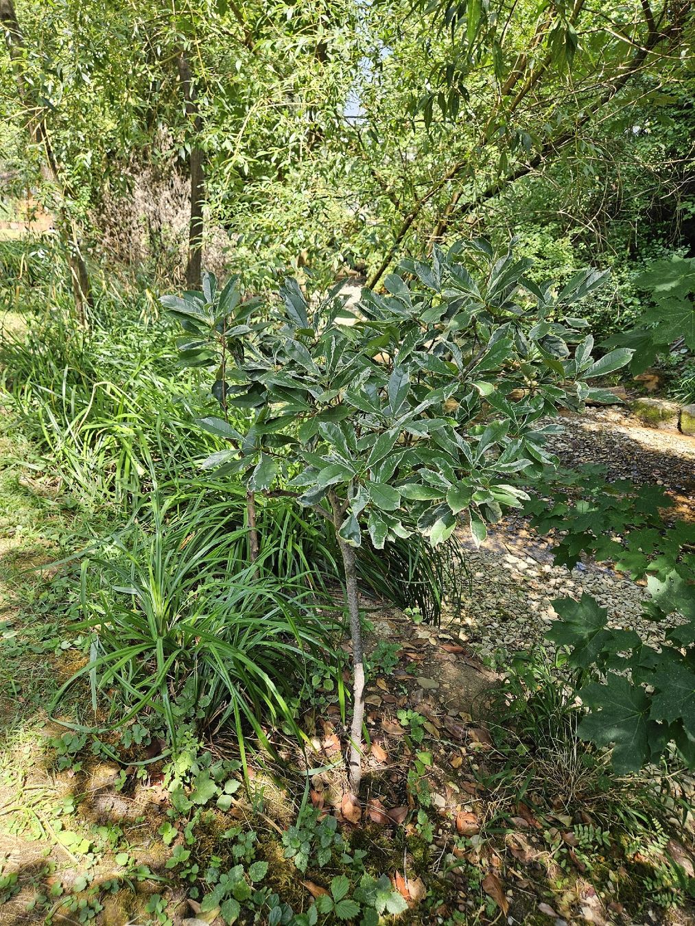 Plantes & graines: Glanzmispel Hochstamm buntblättrig – D'occasion à Gipf-Oberfrick par StefanOG 3
